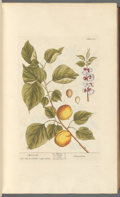 Apricock