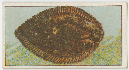 Black sole.