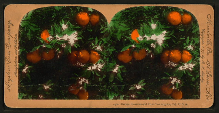 Orange Blossoms and Fruit, Los Angeles, Cal., U.S.A.