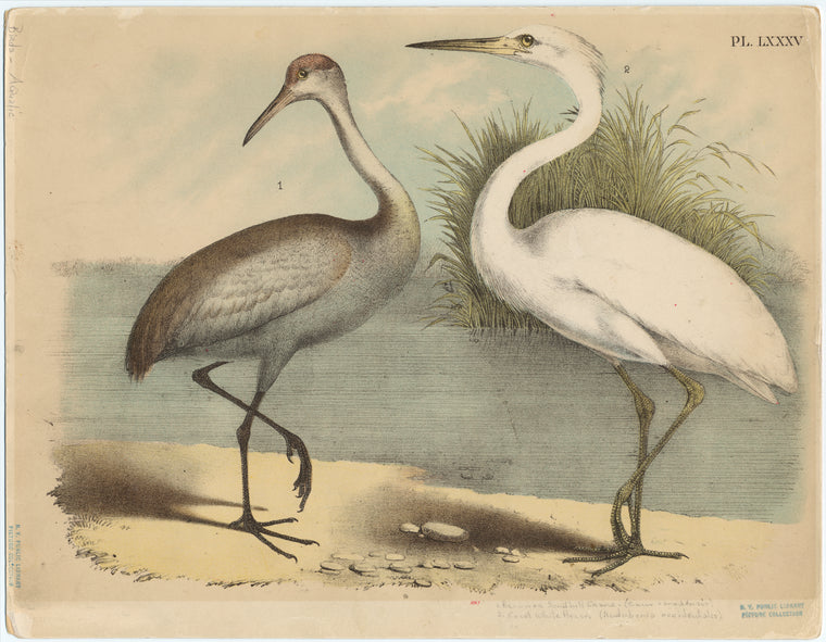 Brown or sandhill crane (Grus canadensis) ; Great white heron (Audubonia occidentalis.)