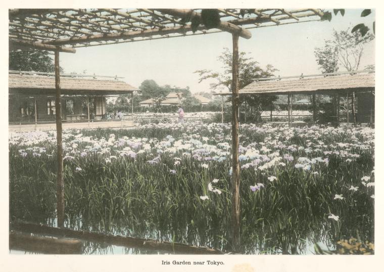Iris Garden near Tokyo.