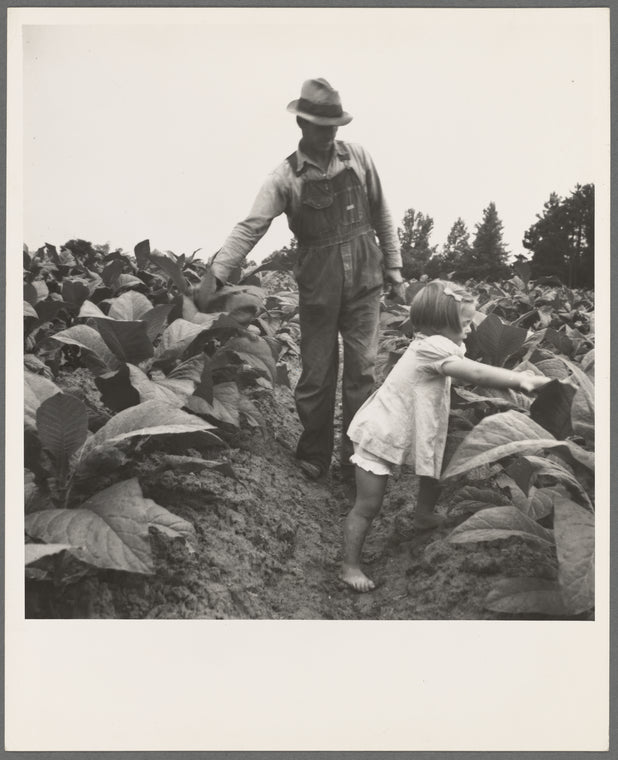 Tobacco sharecropper and daughter in field. Person County, North Carolina. July 1939