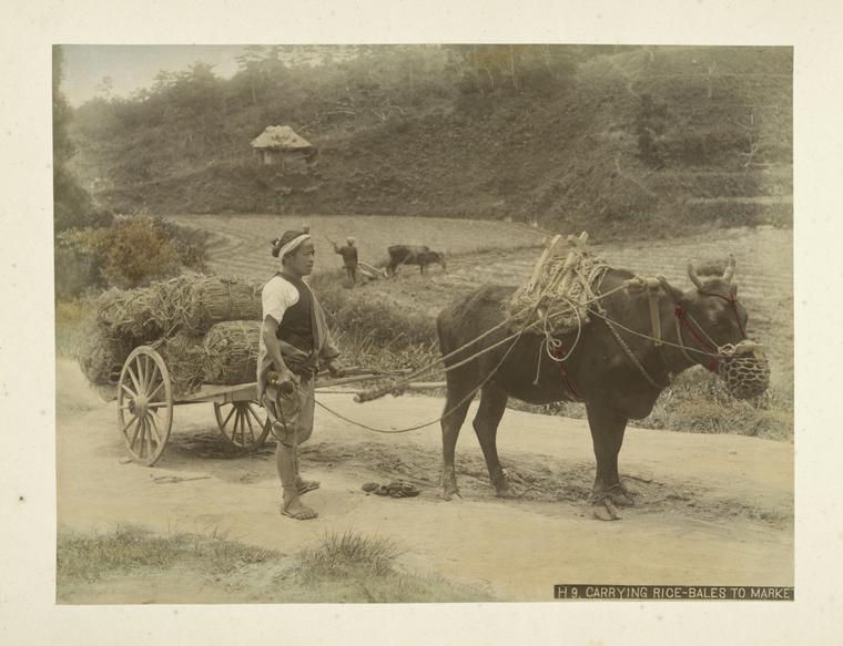 Carrying rice-bales to market.