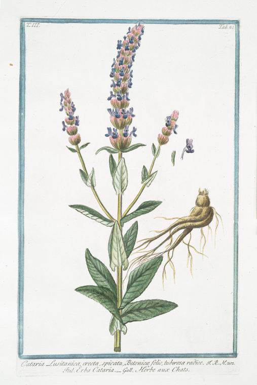 Cataria Lusitanica, erecta, spicata, Betonicæ folio, tuberosa radice = Erba Cataria = Herbe aux Chats. [Caat Mint from Portugal]