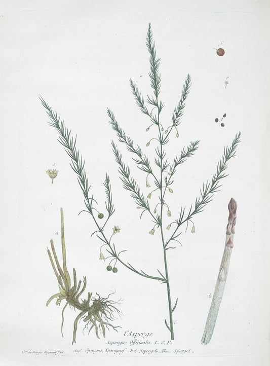 L'Asperge.