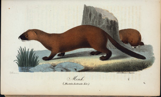 Menk. (Mustela lutreola linn.).