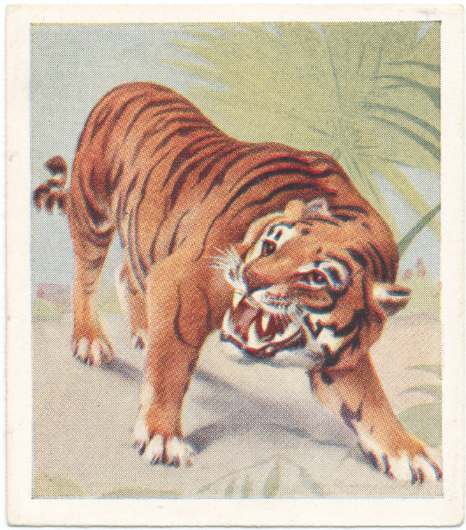 Tiger.