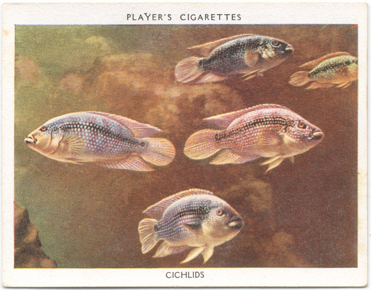 Cichlids.