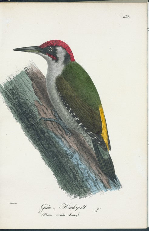 Grön=hackspett. (Picus viridis lin.).
