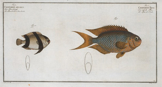1. Chaetodon Pavo; 2. Chaetodon aruanus.
