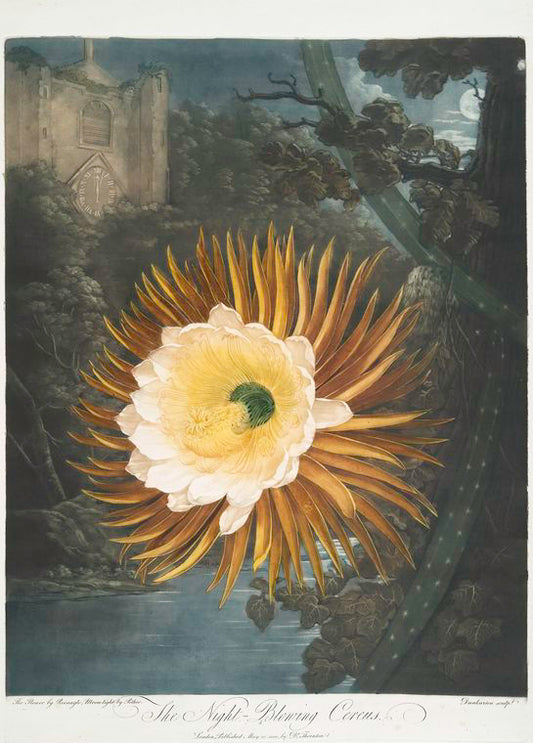 The night-blowing cereus.