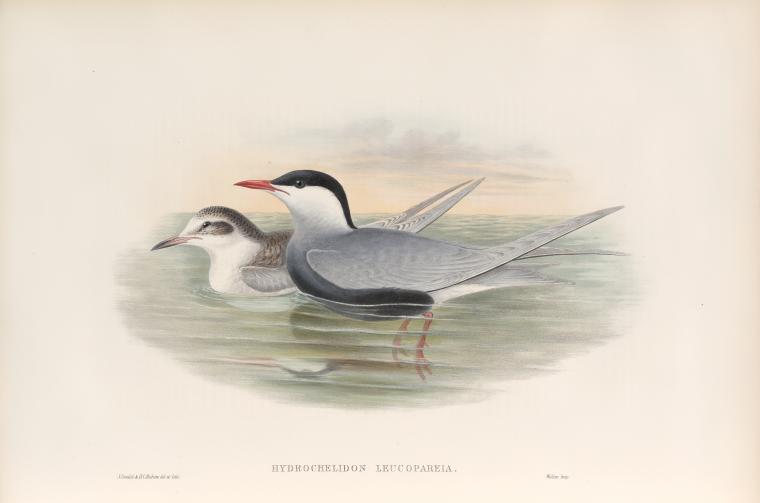 Hydrochelidon leucopareia. Whiskered Tern.