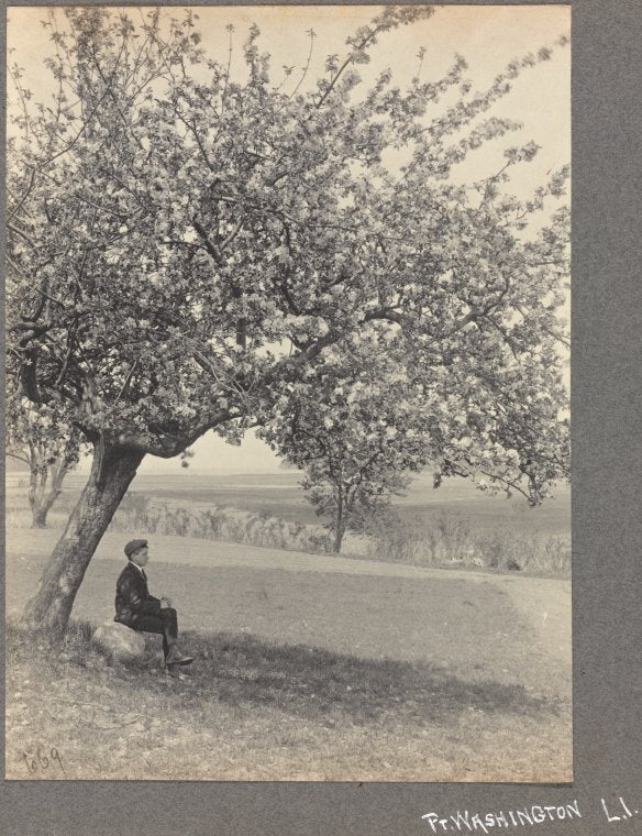 Winifred Dove in Little Neck, L.I.