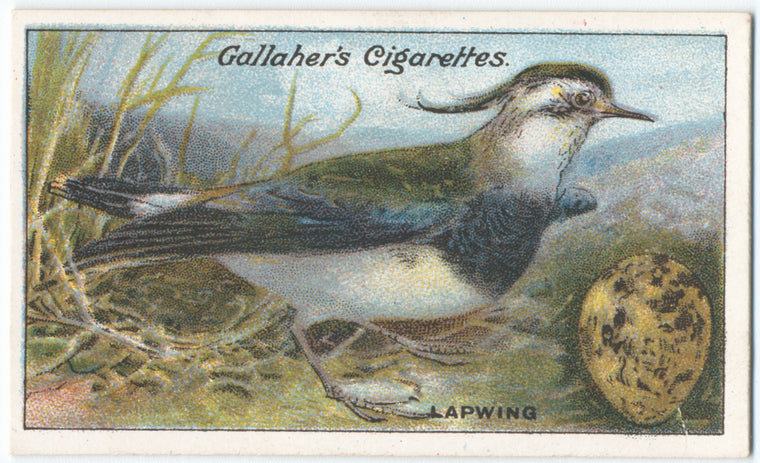 Lapwing.