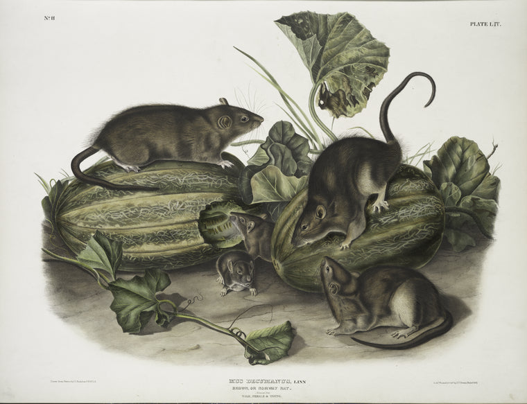 Mus decumanus, Brown, or Norway Rat. Natural size. Male, female & young.