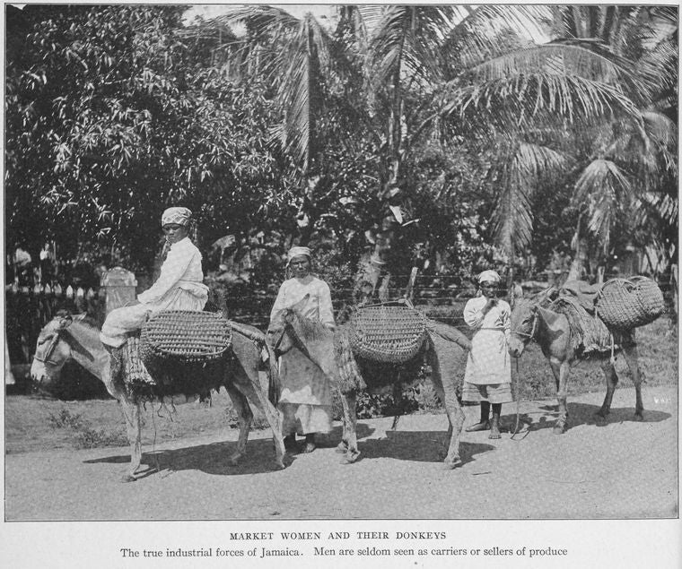 Market women and their donkeys : The true industrial forces of Jamaica. Men are seldom seen as carriers or sellers of produce.