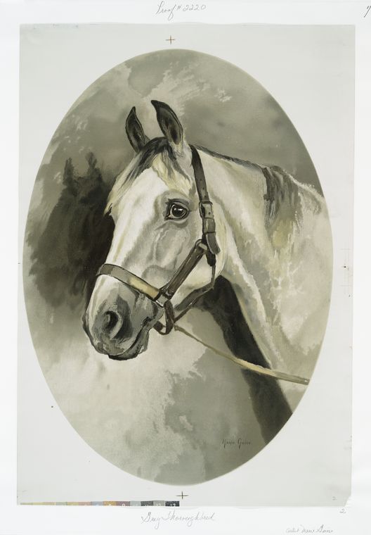 Grey thoroughbred.