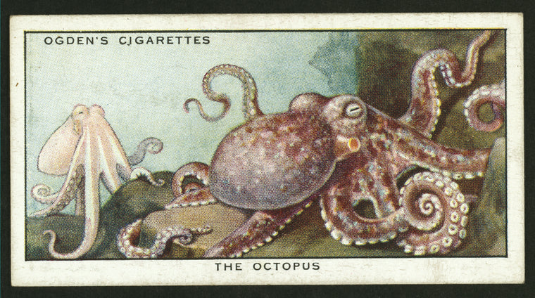 The octopus.