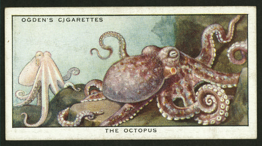 The octopus.
