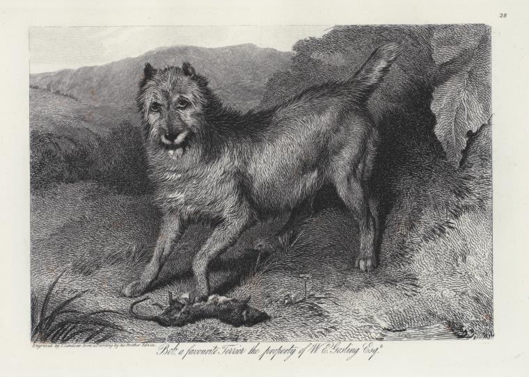 Bob, a favourite terrier, the property of W.E. Gosling Esqr.