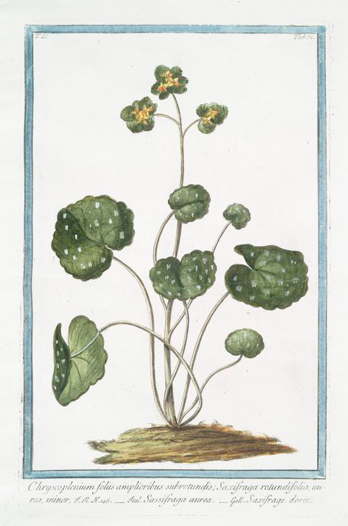 Chrysosplenium foliis amplioribus subrotundis; Saxifraga rotundifolia, aurea, minor = Sassifraga aurea = Saxifrage doree. [Golden saxifrage]