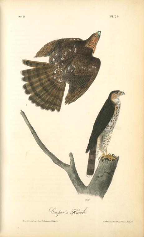 Cooper's Hawk