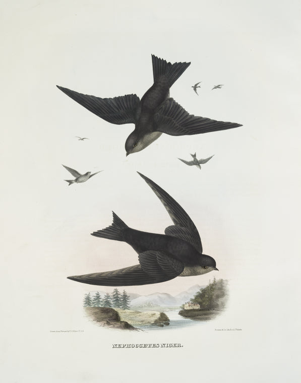 Nephoccetes [Nephocaetes] niger, Northern Swift.