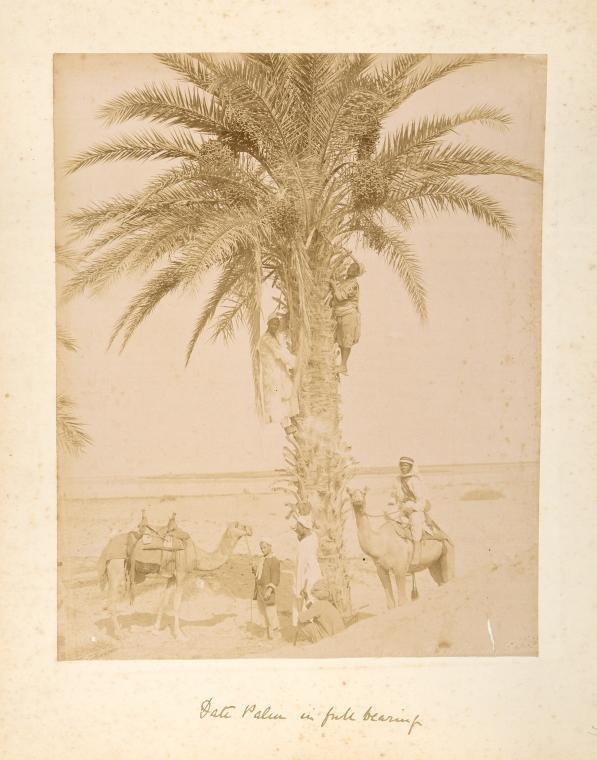 Date palm in full beauty.