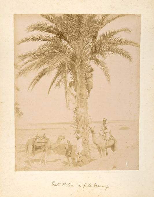 Date palm in full beauty.