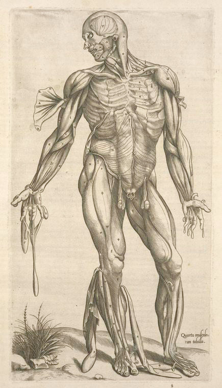 Quarta musculorum tabula. [Shows the muscles with fingers pointing down]