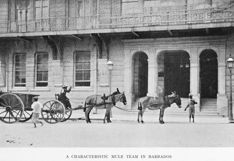 A characteristic mule team in Barbados.