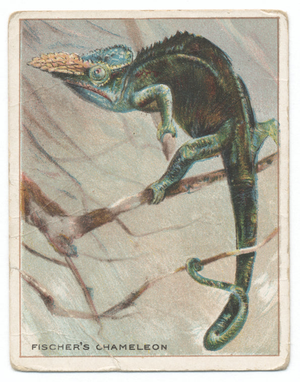 Fischer's Chameleon.