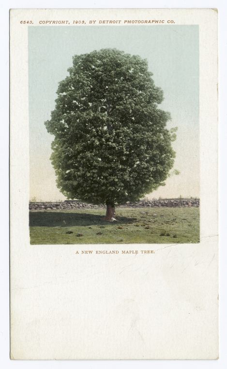 A New England Maple Tree, New England