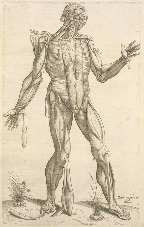 Quinta musculorum tabula.