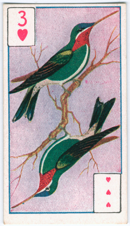 Birds of brilliant plummage.