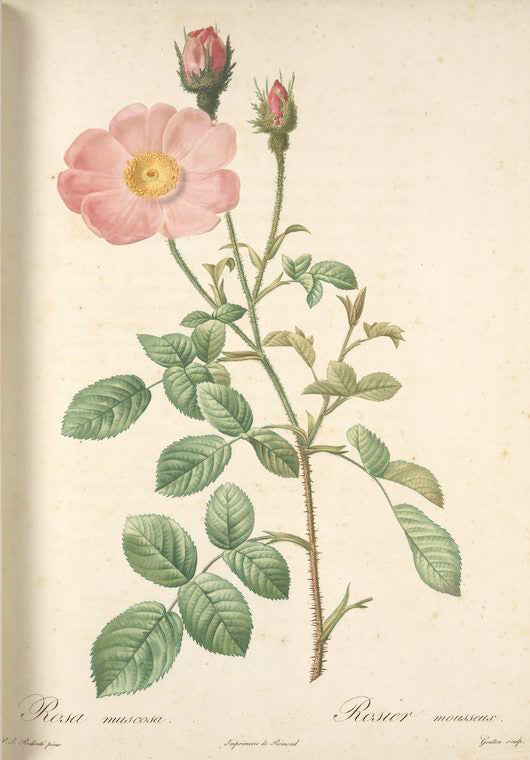 Rosa Muscosa 'Simplex'; Rosier mousseux