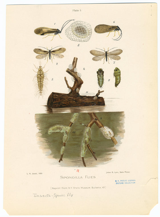 Spongilla flies