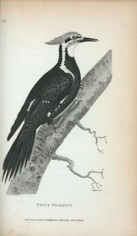 Picus Pileatus.