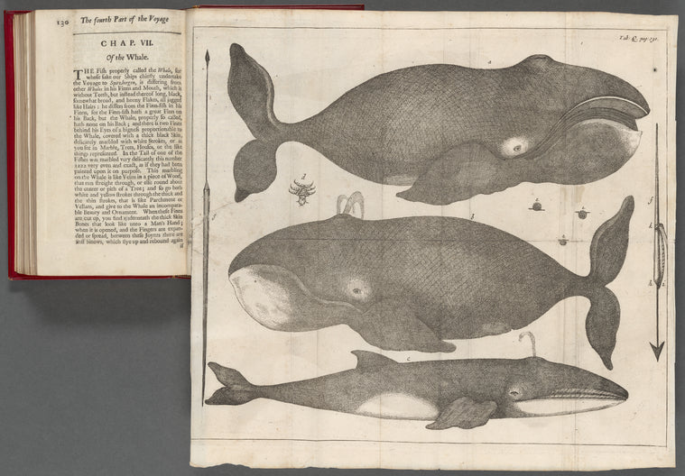 Whales