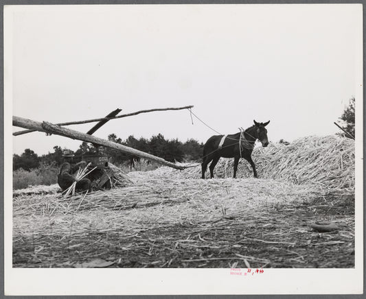 Ginning the cane to make sorghum syrup. Caswell County, North Carolina.