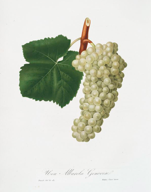 Uva Albarola Genovese. [Vitis vinifera genuensis ; White grape]