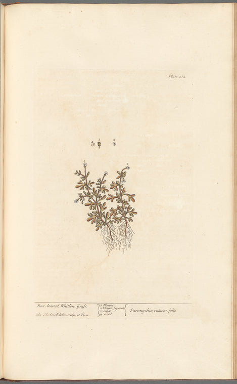 Rue-leaved whitlon grass