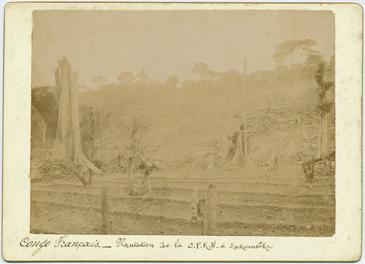 Congo Français: Plantation de la C.P.K.N. à Kakamoëka.