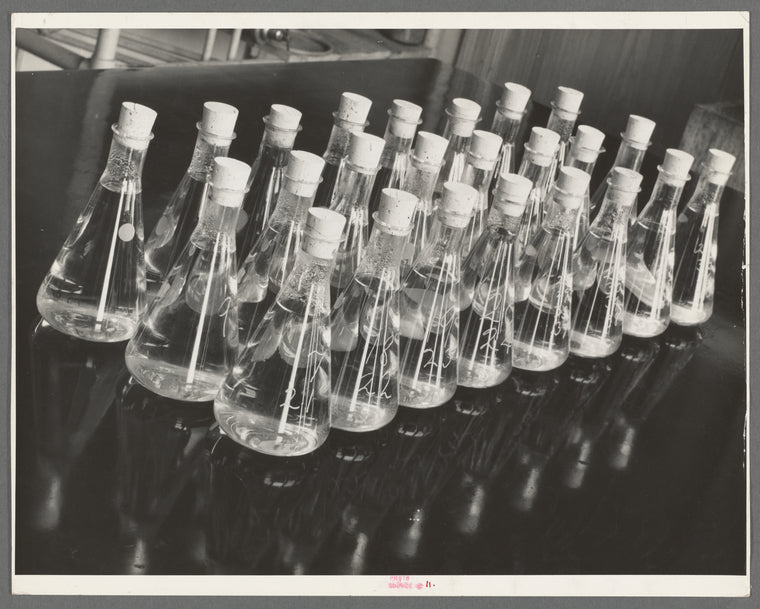 Erlenmeyer flasks full of liquid and wood samples. Forest Products laboratory, Madison, Wisconsin