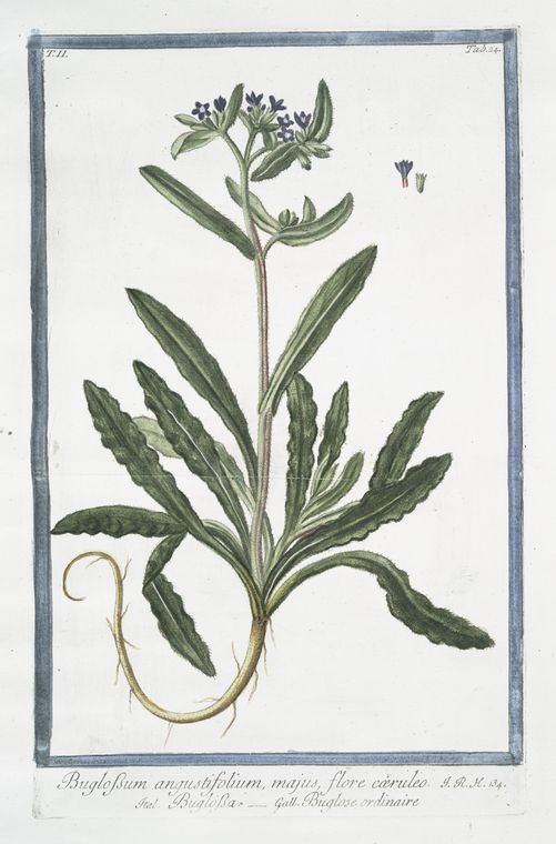 Buglossum angustifolium, majus, flore cæruleo = Buglossa = Buglose ordinaire. [Alkanet or Oxtougue]