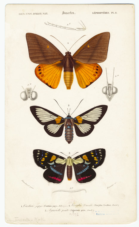 Castnie japyx, Cocytie durville, Agariste peinte