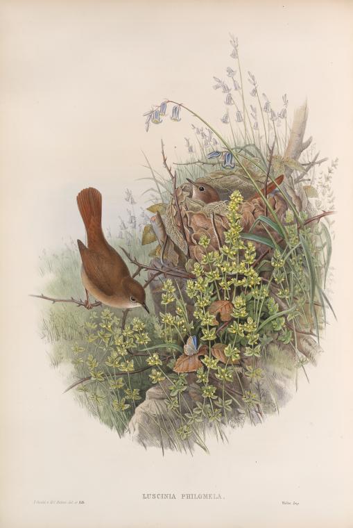 Luscinia philomela. Nightingale.