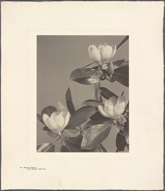 Magnolia Virginiana, Laurel Magnolia, Sweet Bay