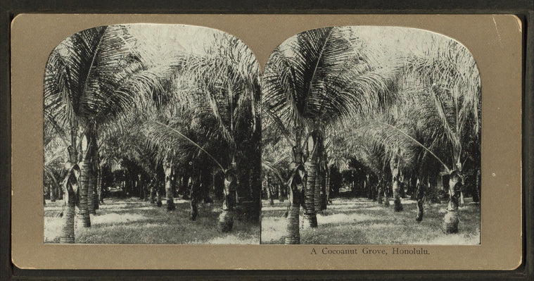 A cocoanut [coconut] grove, Honolulu
