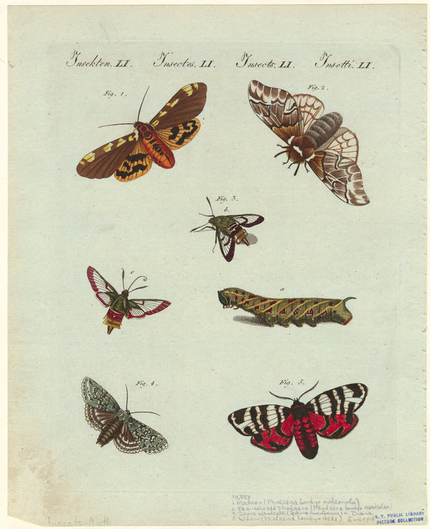 Insekten LI , Insectes LI , Insects LI , Insetti LI